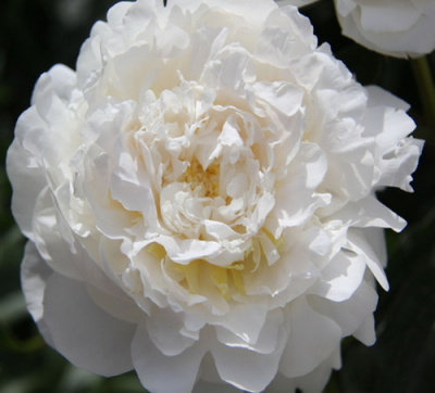 Paeonia Elsa Sass