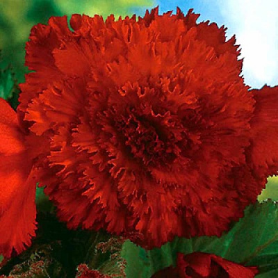 Begonia Fimbriata Red