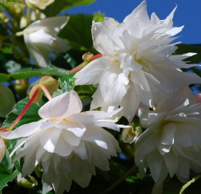 Belleconia Snow