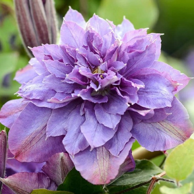 Clematis Vyvyan Pennell