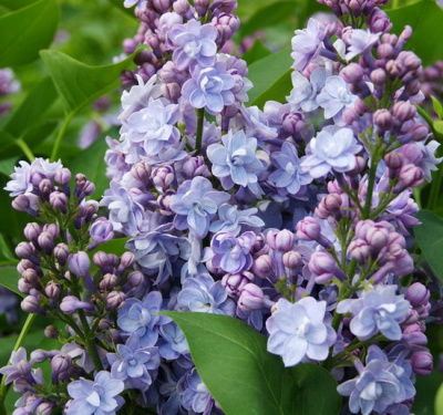 Syringa vulgaris `Michel Buchner`