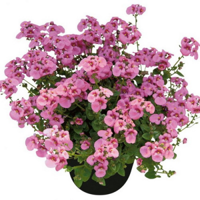 Diascia Light Pink