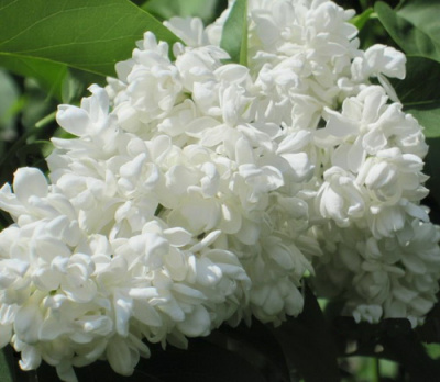 Syringa Mme Casimir Perier