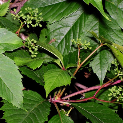 Parthenocissus_quinquefolia