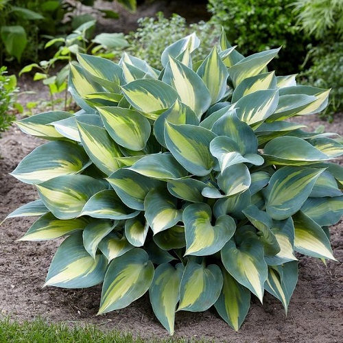 Hosta Caterine_2
