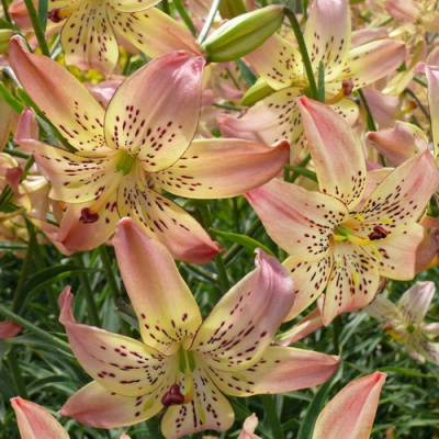 Lilium Corsage_1