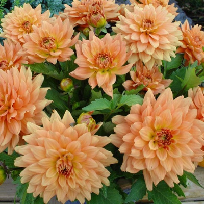 Dahlia Gallery Vincent