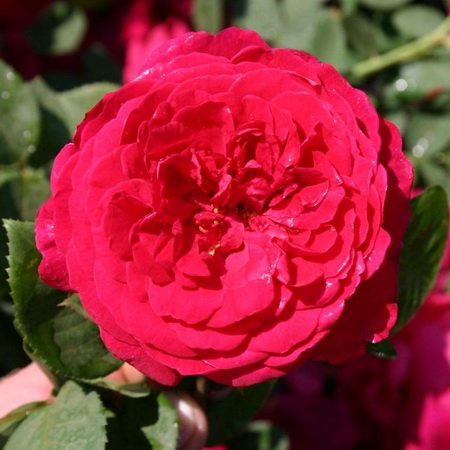 Rosa Tess of the d Urbervilles_5