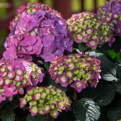 Hydrangea Endless Summer 'Summer Love' Purple