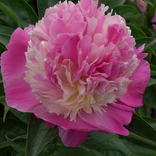 Paeonia He's My Star_2