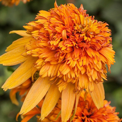 Echinacea Marmalade