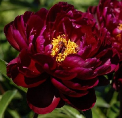 Paeonia Peter Brand