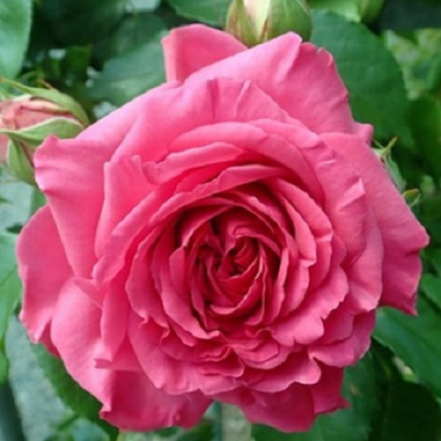 Rosa Djulber Secer