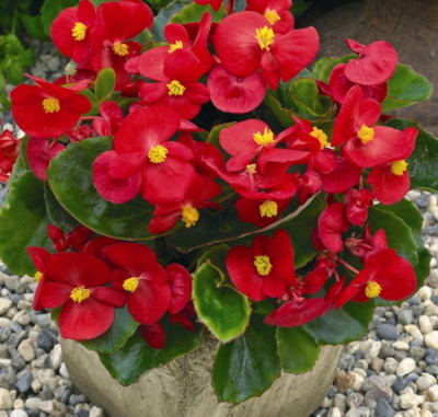 Olympia Scarlet