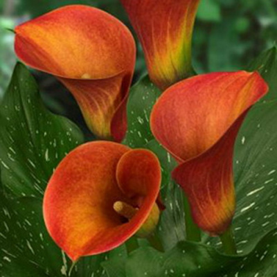 Zantedeschia Captain Safari