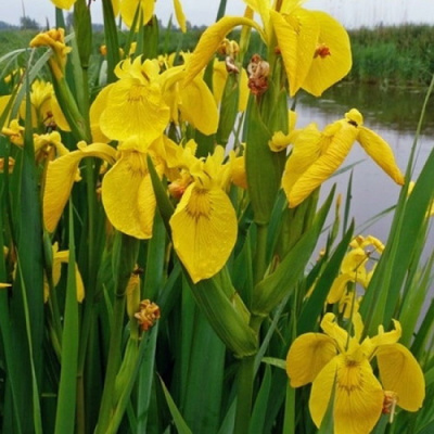 Iris pseudacorus