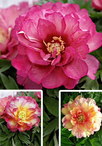 Paeonia Julia Rose_3