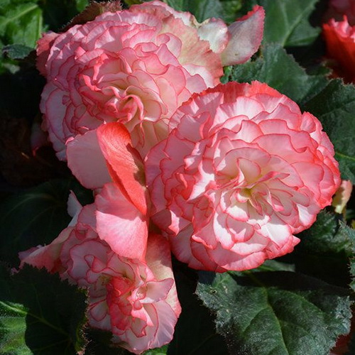 Begonia NonStop Rose Picotee_1