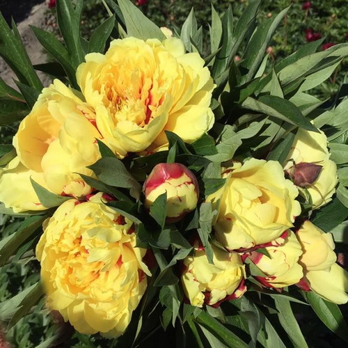 Paeonia Sonoma Halo_2