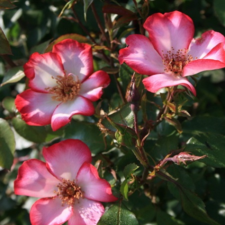 Rosa Pretty Kiss_1