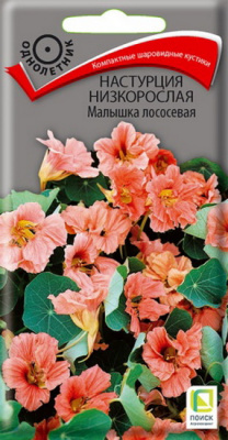 Настурция Малышка лососевая