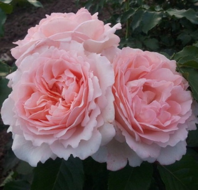 Rosa Clair Renaissance_1