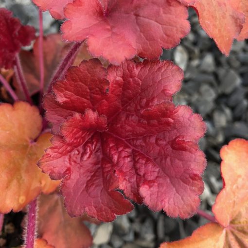 Heuchera Fire Alarm_3