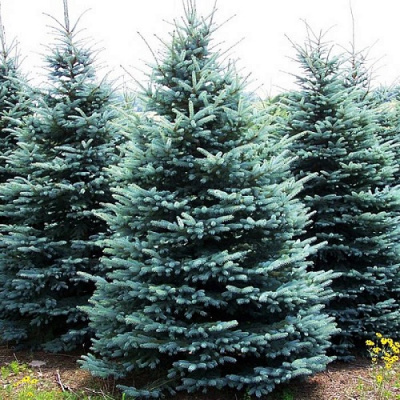 Picea pungens Glauca Kaibab