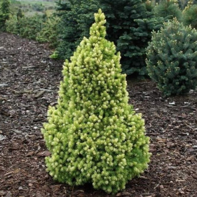 Picea glauca Biesenthaler Fruhling