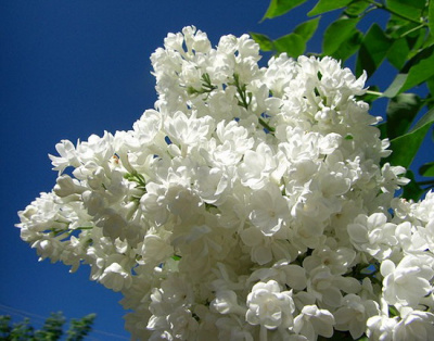 Syringa  Jeanne d'Arc