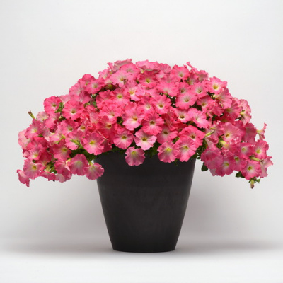 Петуния Ease Rosy Dawn (Ампельная)
