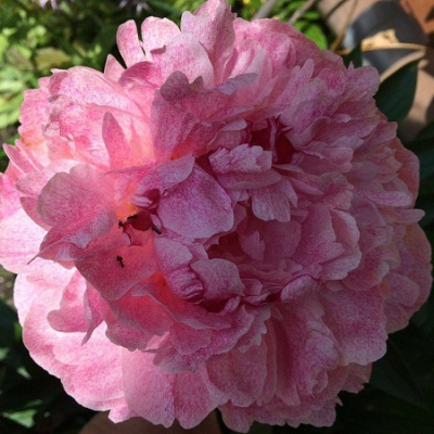 Paeonia Pietertje Vriend