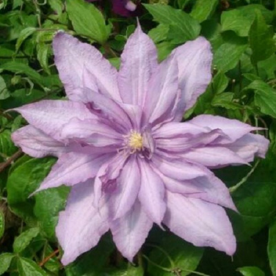 Clematis Mrs. Spencer Castle
