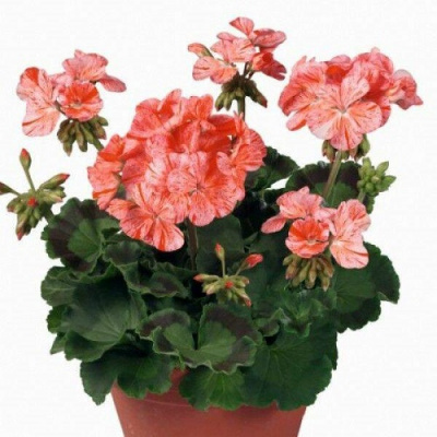 Пеларгония Flic Flac Red Nova