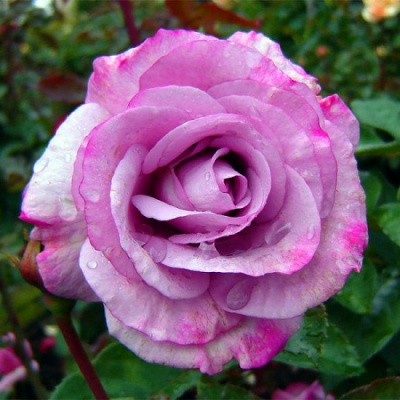 Rosa Moody Blue