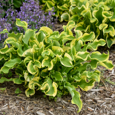 Hosta Wheee!