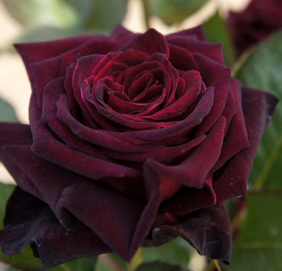 роза Black Baccara