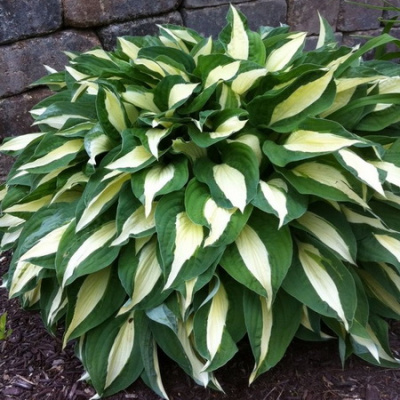 Hosta Risky Business