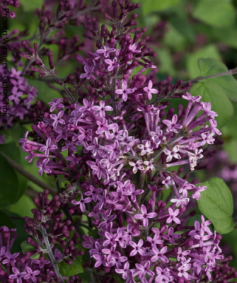 Syringa Dark Purple