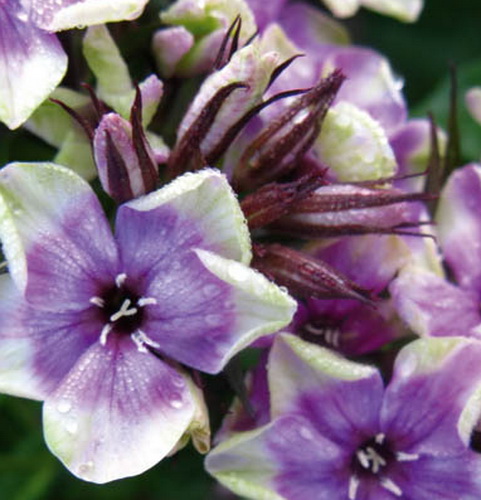 Phlox paniculata Neon Mike's Choice