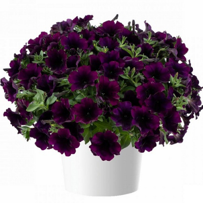 Петуния Capella Mulberry