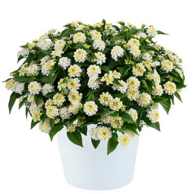 Lantana camara Gem Pearl