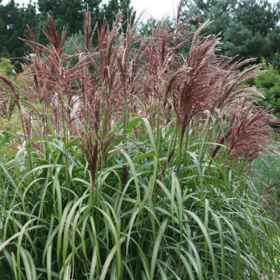 Miscanthus Malepartus