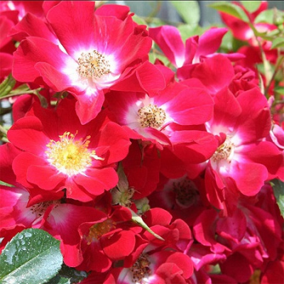 Роза Rouge Meillandecor