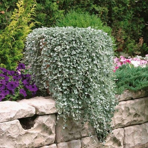 Dichondra Silver Falls_3