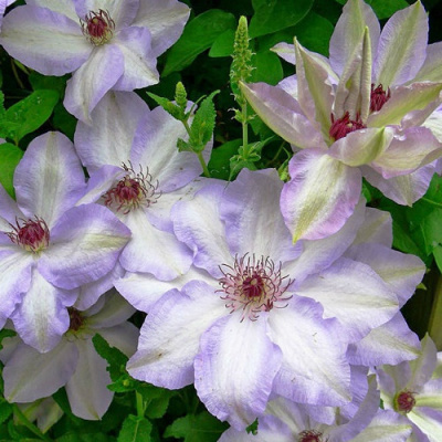 Clematis Ivan Olsson