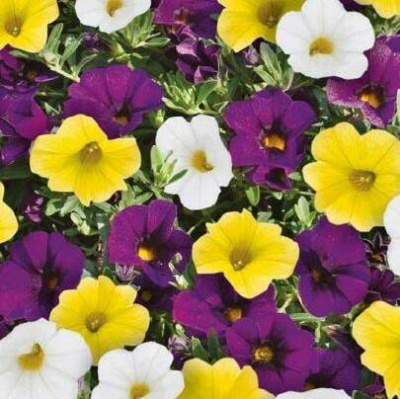 Калибрахоа Kaleido Yellow-Blue-White