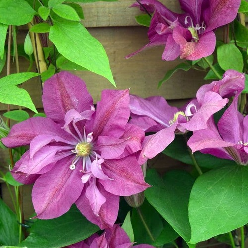 Clematis Dorothy Tolver_1
