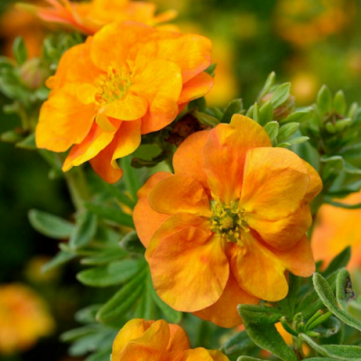 Potentilla Double Punch Tango
