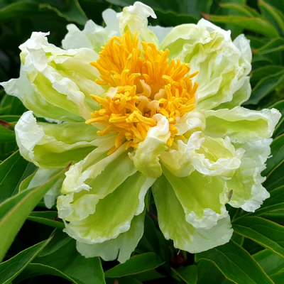 Paeonia Green Halo